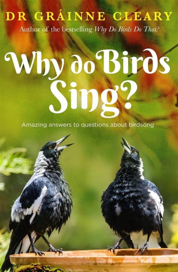 Why do birds sing after the rain?
