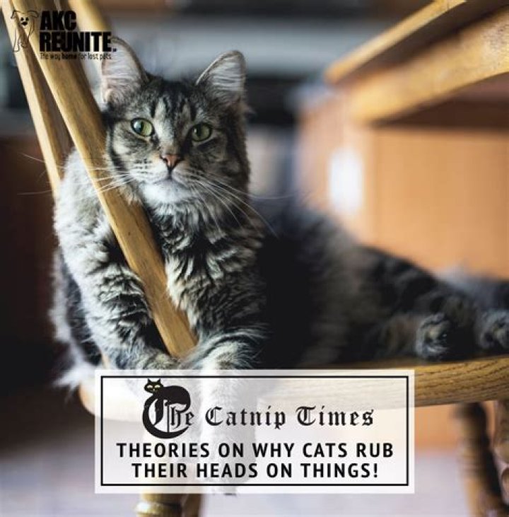 Why do cats not like things on their head?