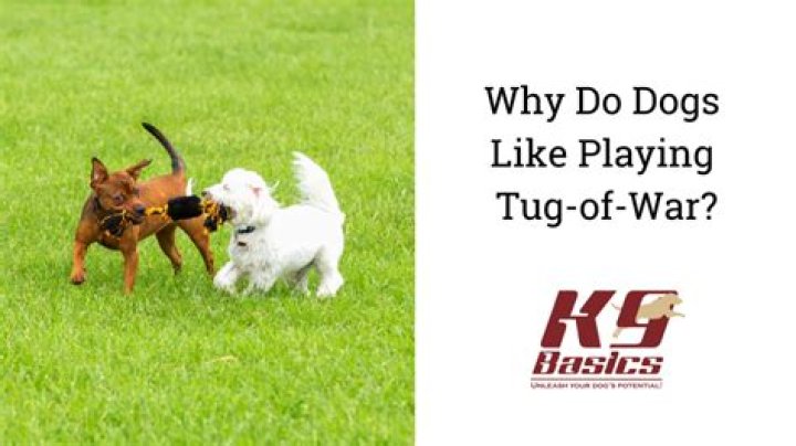 Why do dogs growl when playing tug of war?
