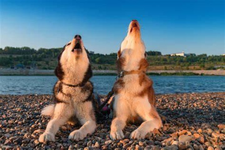Why do dogs howl at sirens?