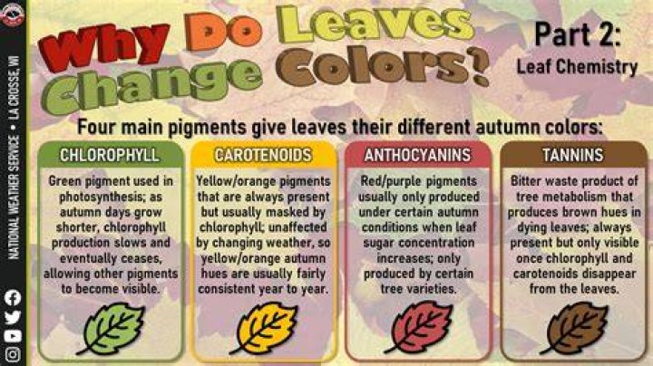 Why do evergreen leaves not change color?