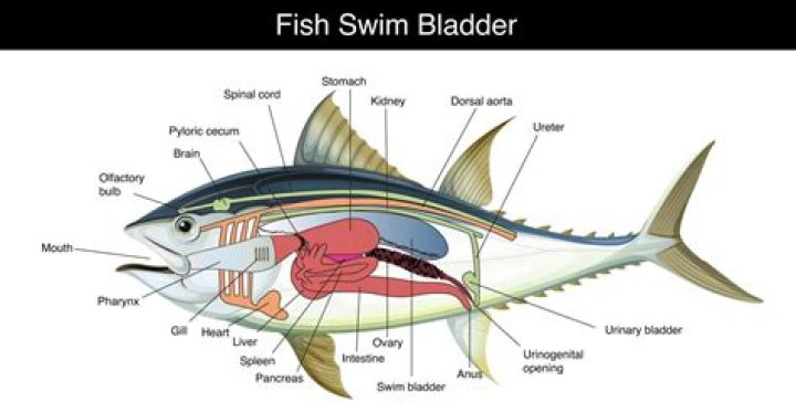 Why do fish have air bladders?