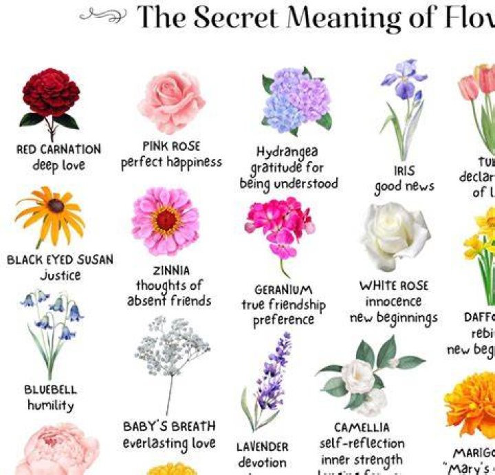 Why do flowers have meanings?
