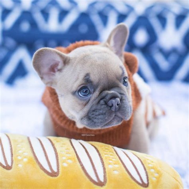 Why do French bulldog puppies cost so much?