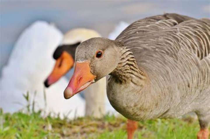 Why do geese abandon their eggs?