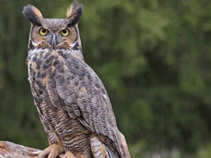 Why do great horned owls squawk?