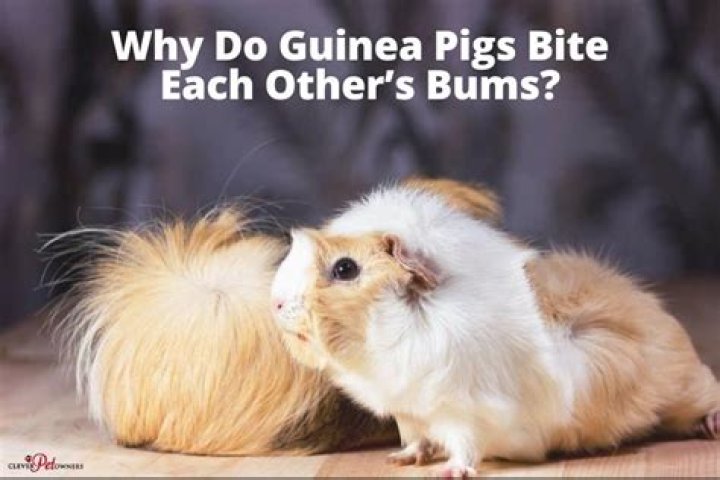 Why do guinea pigs smell each others bums?