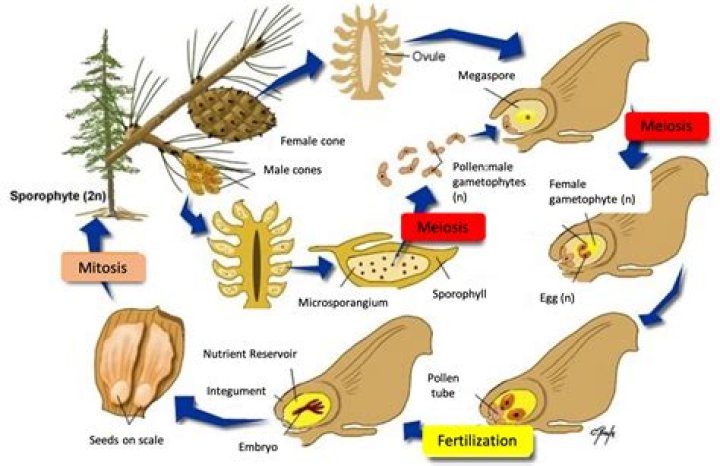 Why do gymnosperms produce more pollen?