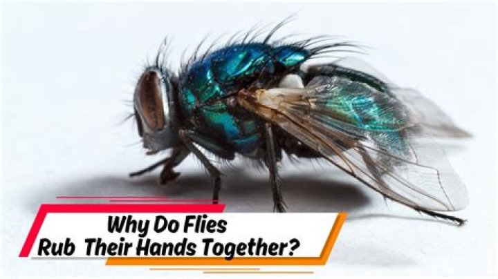 Why do houseflies rub their hands?