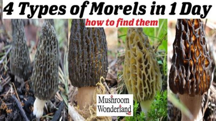Why do morels like elm trees?