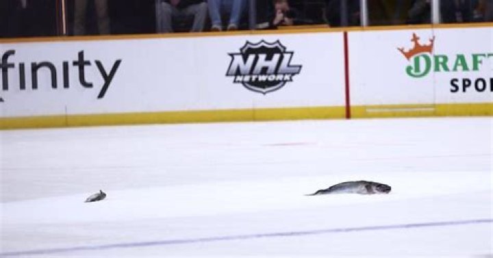 Why do people catfish in hockey?