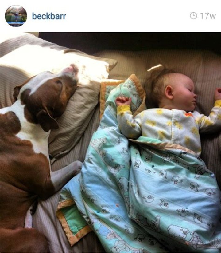 Why do pit bulls like to sleep under blankets?