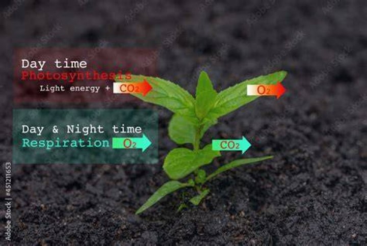 Why do plants release oxygen during the day but not during the night?