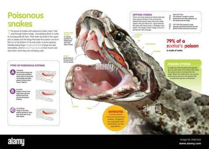 Why do snakes have fangs with poison glands?