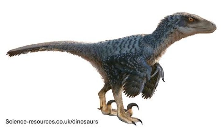 Why do some Velociraptors have feathers?