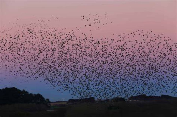 Why do starlings do Murmuration?