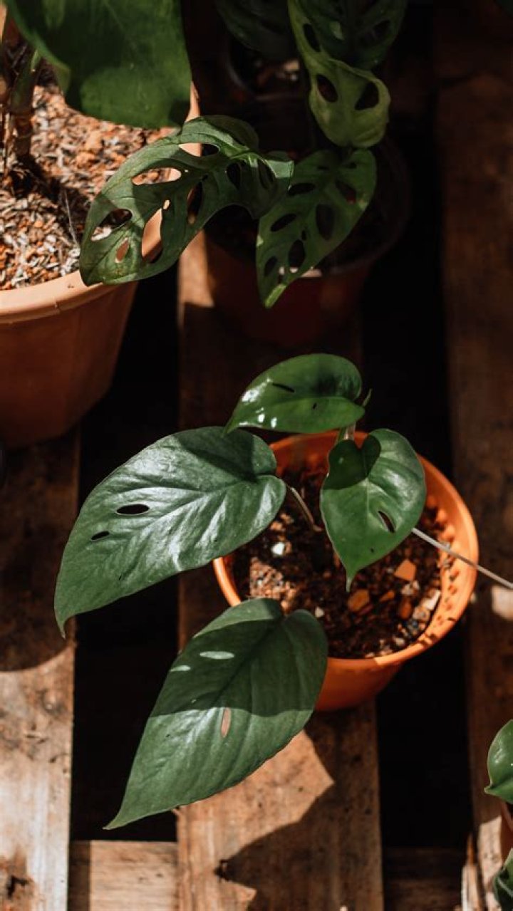 Why do ti plants turn brown?
