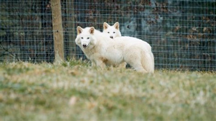 Why do wolves live longer in captivity?