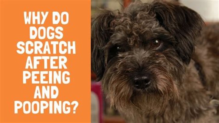 Why does a dog kick after pooping?