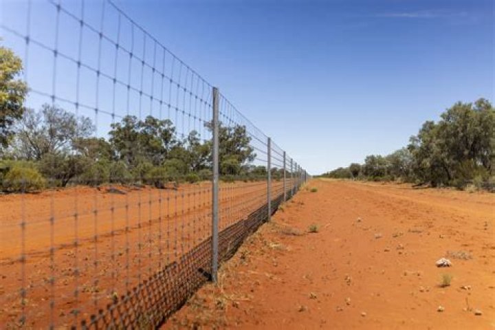 Why does Australia have a dingo fence?