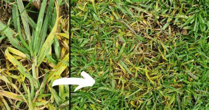 Why does kikuyu grass go yellow?