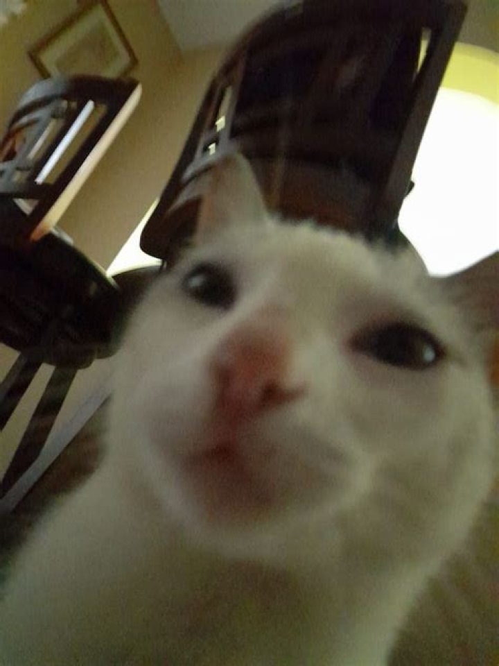 Why does my cat have puffy cheeks?