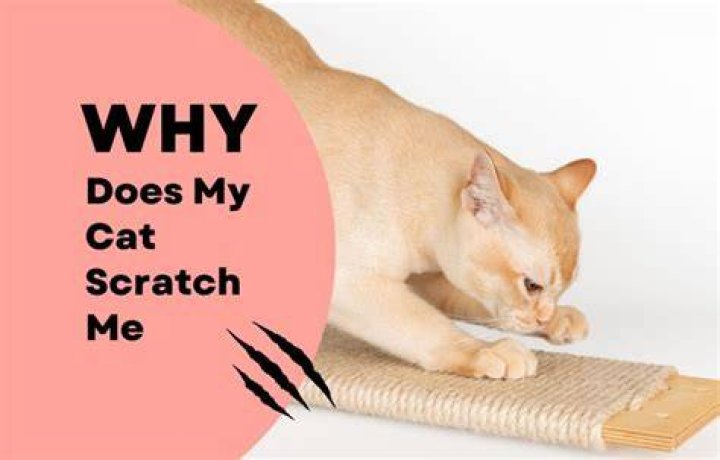 Why does my cat scratch me?