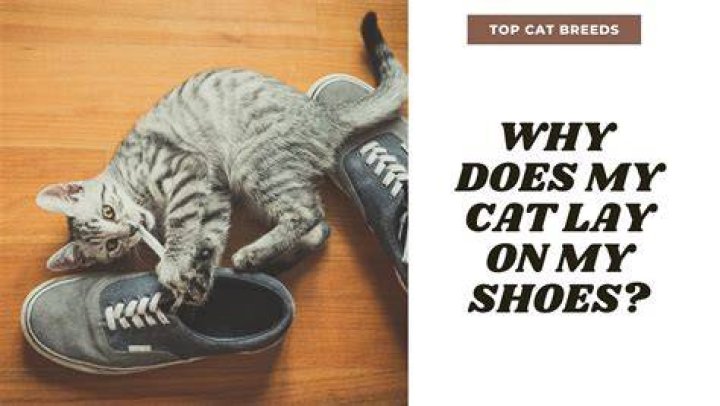 Why does my cat want to lay on my shoes?