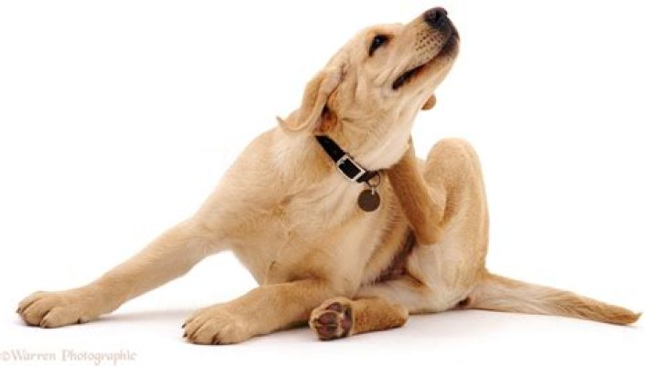 Why does my dog keep scratching her neck?