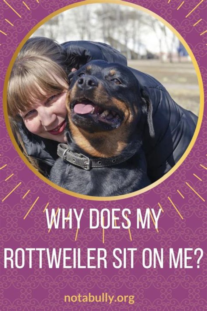 Why does my Rottweiler sit on my lap?