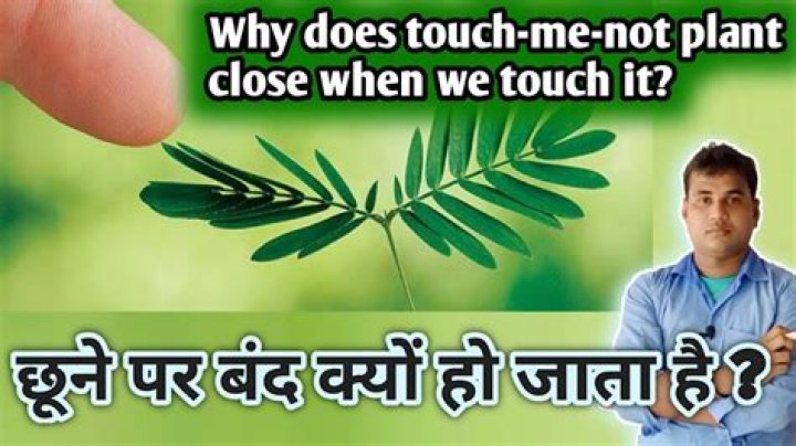 Why does touch me not plant close?