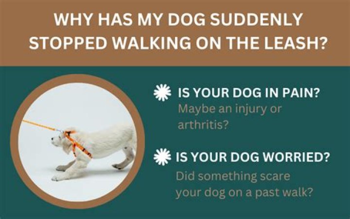 Why has my dog suddenly stopped walking?