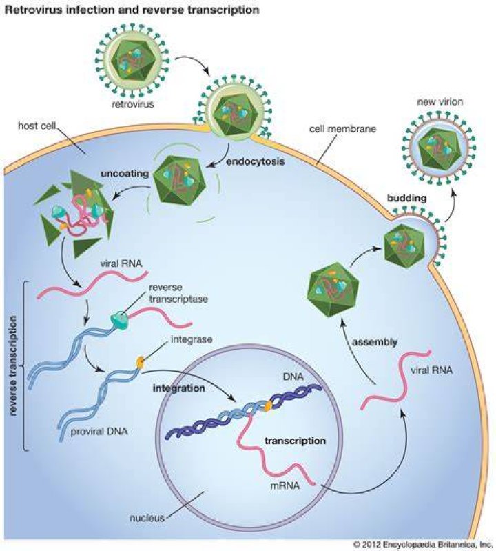 Why HIV is a retrovirus?
