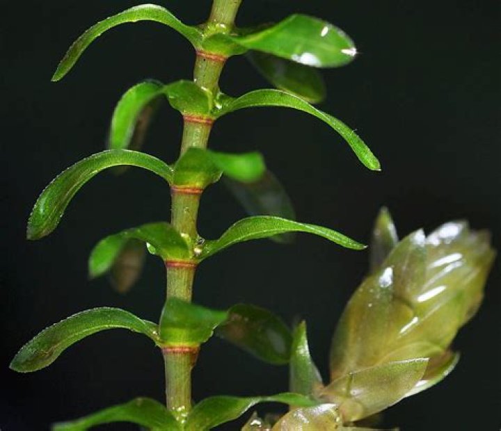 Why is elodea considered a plant?