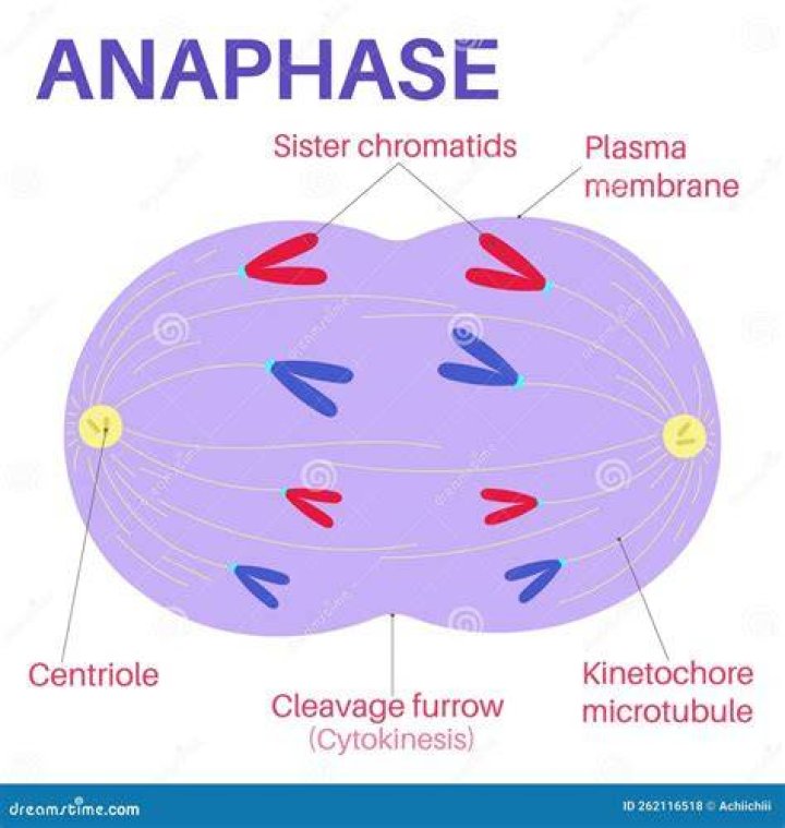 Why is it called anaphase?