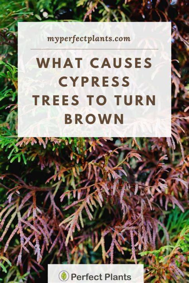 Why is my bald cypress tree turning brown?