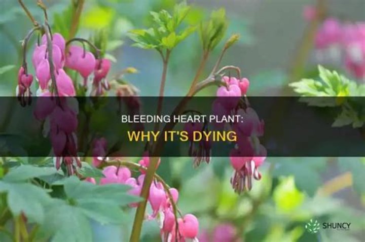 Why is my bleeding heart plant dying?