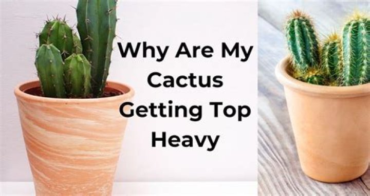 Why is my cactus getting skinny?