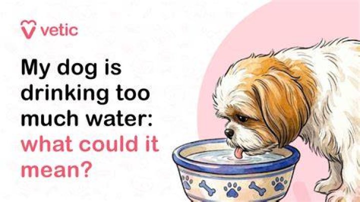 Why is my dog drinking a lot of water and peeing a lot?