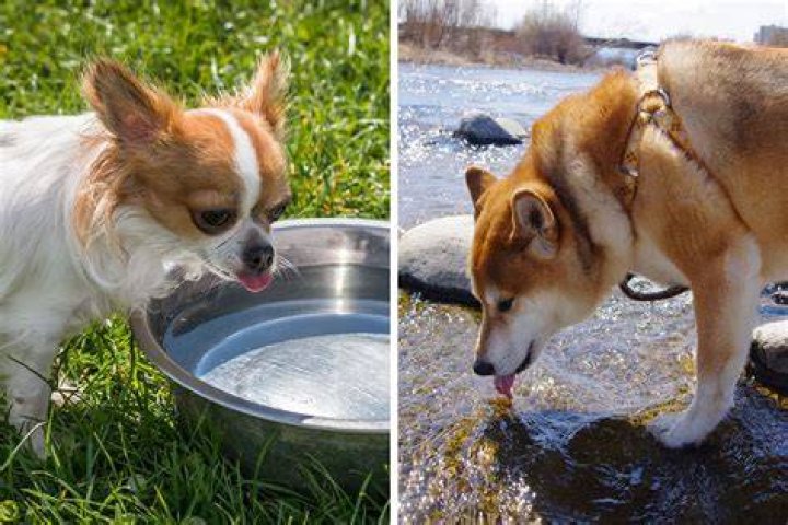 Why is my dog drinking a lot of water?