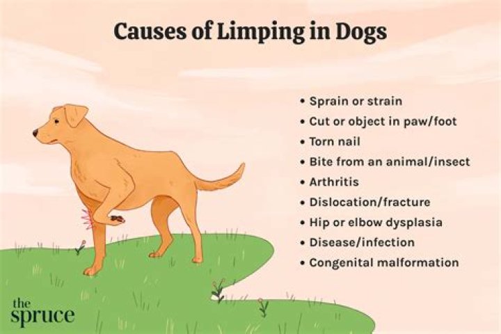 Why is my dog limping on back left leg?