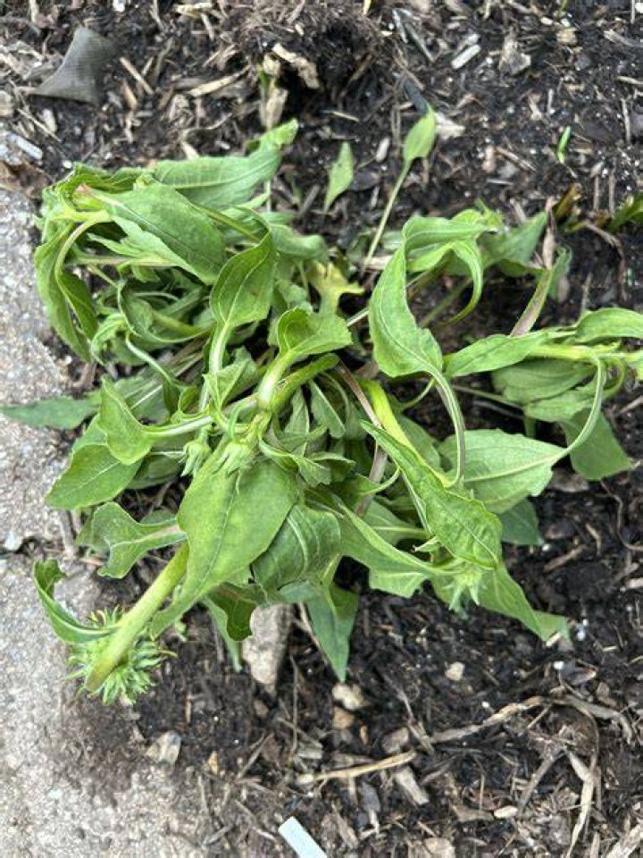Why is my echinacea drooping?