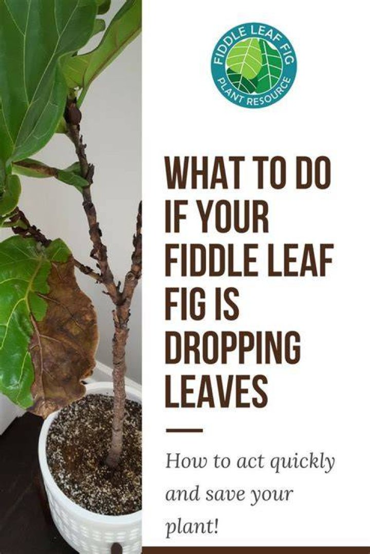 Why is my fig tree dropping leaves?