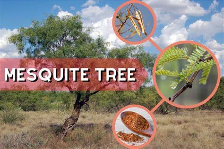 Why is my mesquite tree turning yellow?
