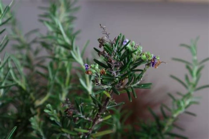 Why is my rosemary bush dying?