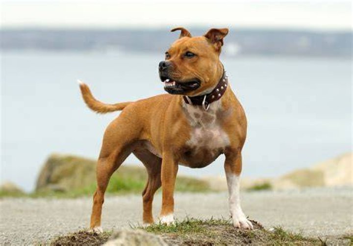 Why is my Staffordshire bull terrier Losing hair?