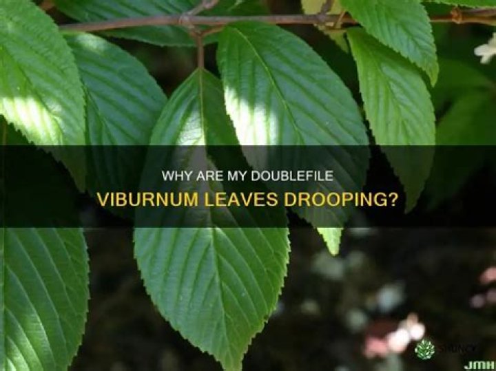 Why is my viburnum drooping?