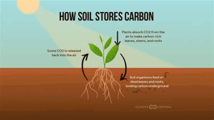 Why is soil a carbon sink?