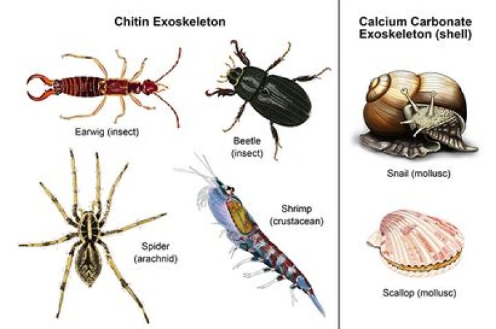 Why is the Chitinous exoskeleton both an advantage and a disadvantage for the grasshopper?