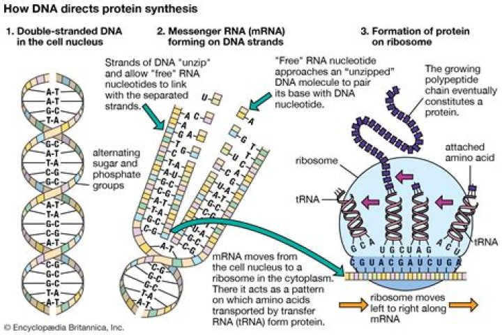Why is the DNA considered the genetic material?